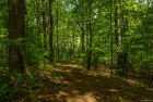 woods和forest的区别